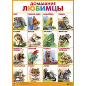 Домашние любимцы