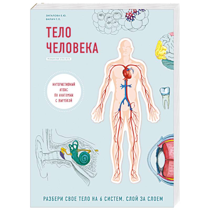 Тело человека. Детский интерактивный атлас по анатомии с вырубкой. Разбери свое тело на 6 систем. Слой за слоем