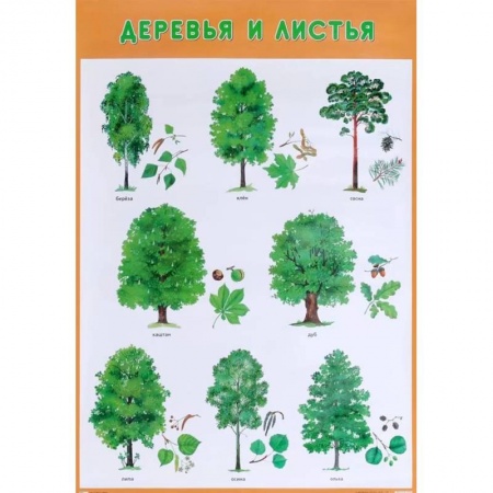 Демонстрационные материалы, книга Деревья и листья купить по скидке