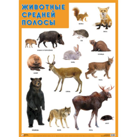 Животный и растительный мир, книга Животные средней полосы купить по скидке